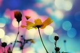 Flower.jpg